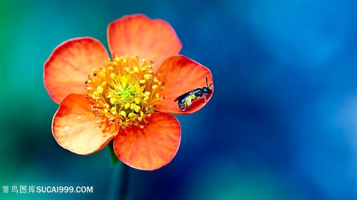 唯美花瓣花朵壁纸