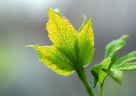 绿叶近景九 绿叶近景九