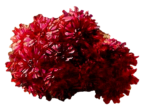 复古油画质感宫廷花卉植物花朵鲜花拼贴图案PNG免抠图片设计素材