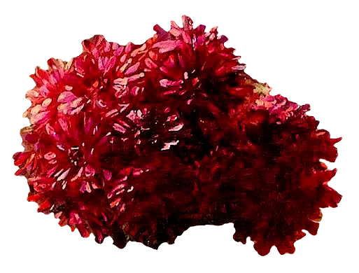 复古油画质感宫廷花卉植物花朵鲜花拼贴图案PNG免抠图片设计素材