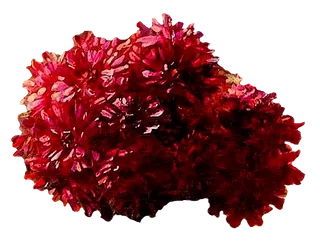 复古油画质感宫廷花卉植物花朵鲜花拼贴图案PNG免抠图片设计素材