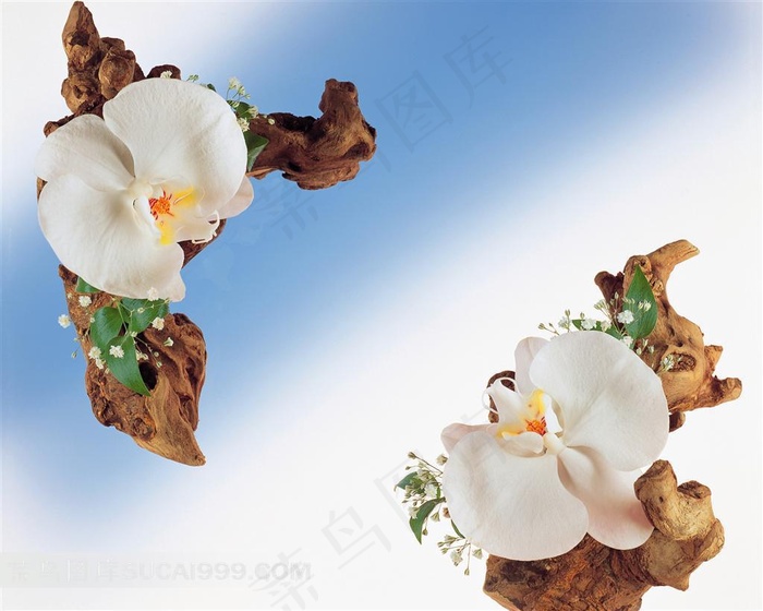 白色鲜花对角组成的花边边框