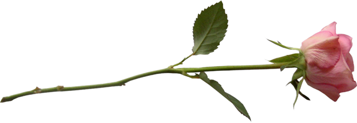 粉色玫瑰花素材