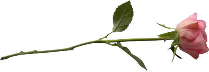 粉色玫瑰花素材