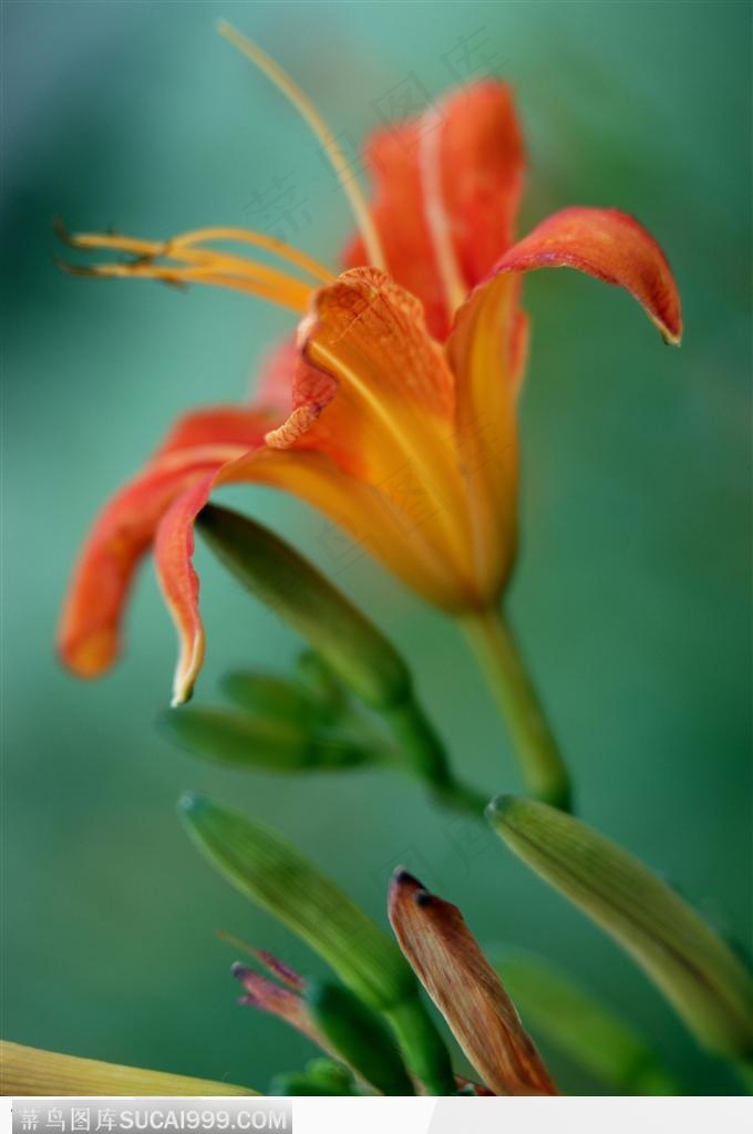 花卉无语-红褐色的百合