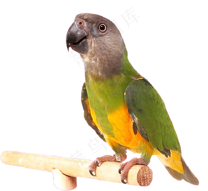 站在木棍上的鹦鹉鸟元素