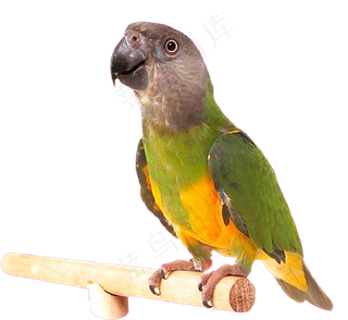 站在木棍上的鹦鹉鸟元素