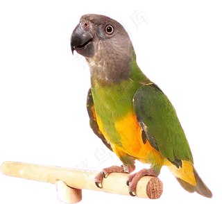 站在木棍上的鹦鹉鸟元素
