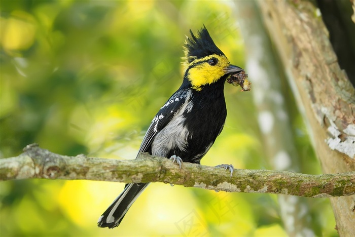鸟类大全黄颊山雀摄影图