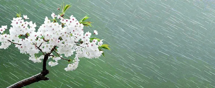 春天下雨花朵谷雨，惊蛰，雨水摄影图(1712x704)