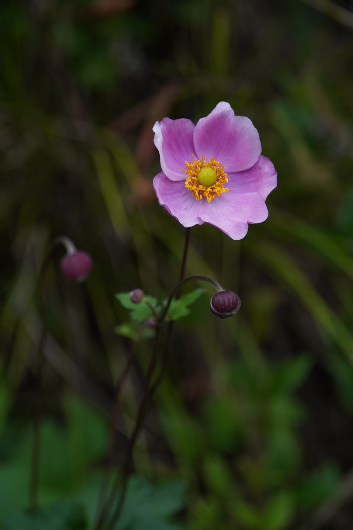 紫色野棉花