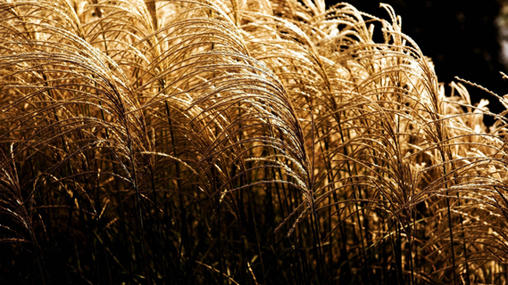 秋天秋日黄色小草高清背景