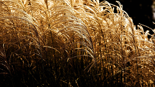 秋天秋日黄色小草高清背景