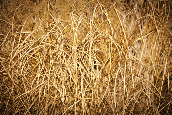 稻草堆特写图片