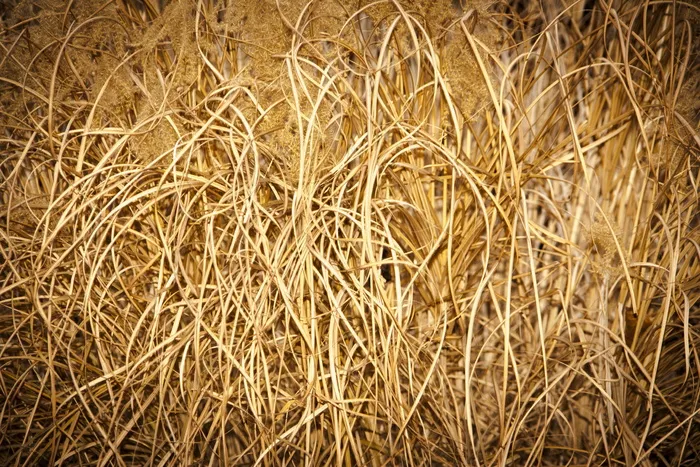 稻草堆特写图片