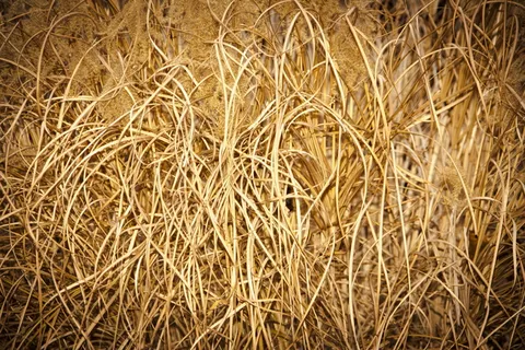 稻草堆特写图片