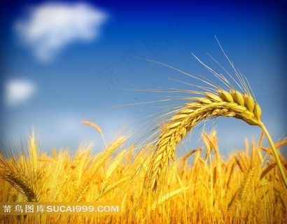 金色麦穗图片
