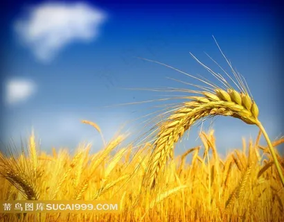 金色麦穗图片 金色麦穗图片