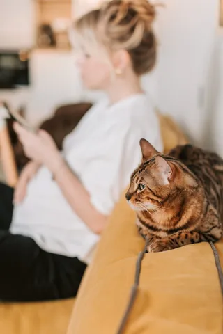 可爱猫咪猫猫摄影素材