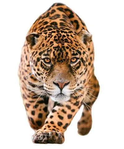 捷豹 PNG免抠(400x482)