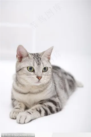 可爱猫咪-趴着可爱的小猫