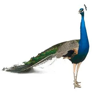 孔雀 PNG免抠(300x300)