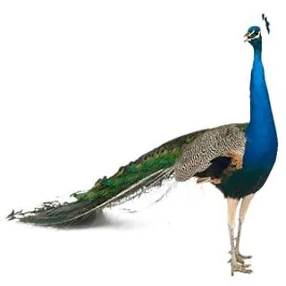 孔雀 PNG免抠