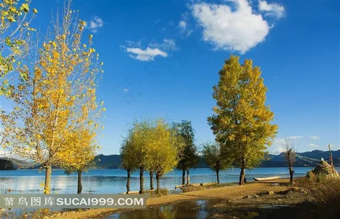 晴朗天空下秋天的胡杨树景观