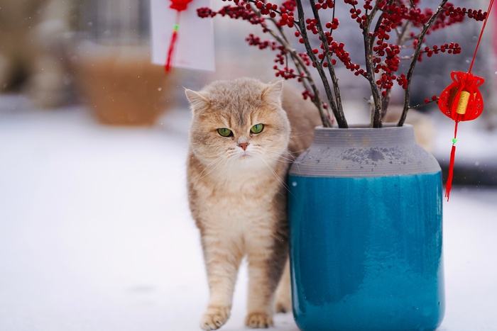 可爱猫咪猫猫摄影素材