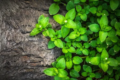 小清新植物图片 小清新植物图片