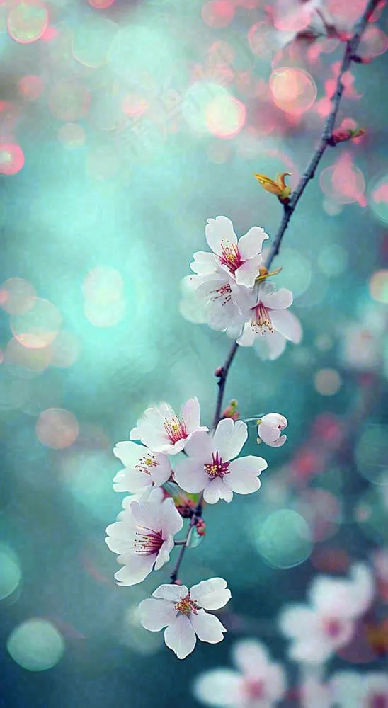 春天枝条上开满花朵，春分摄影图(816x1488)