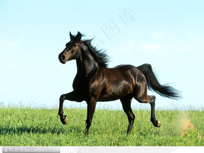 草原上奔跑的黑色骏马