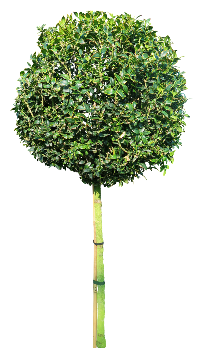 高清树木素材 免抠PSD植物素材 美术绘画园林贴图 树草灌木花草