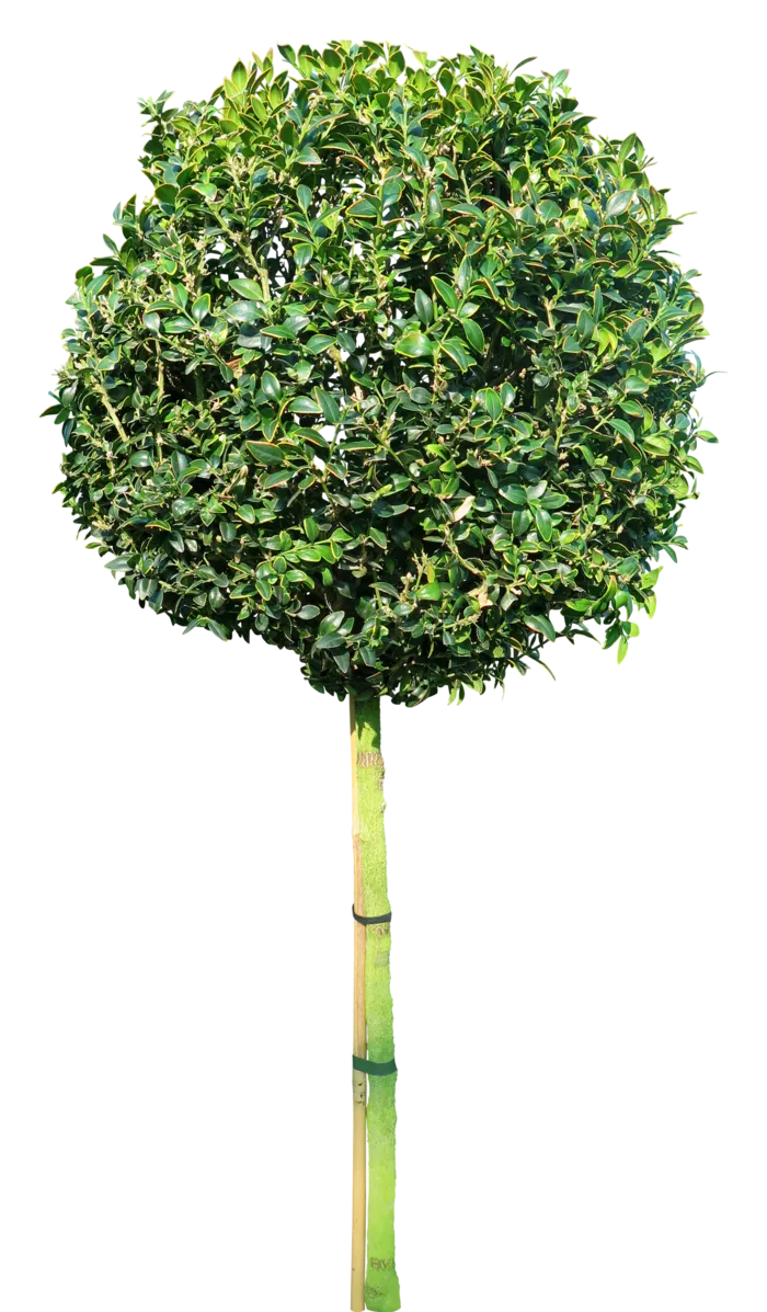 高清树木素材 免抠PSD植物素材 美术绘画园林贴图 树草灌木花草