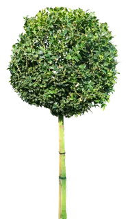 高清树木素材 免抠PSD植物素材 美术绘画园林贴图 树草灌木花草