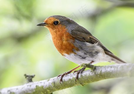 枝头小麻雀图片