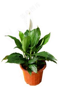 白掌盆栽图片 白掌盆栽图片