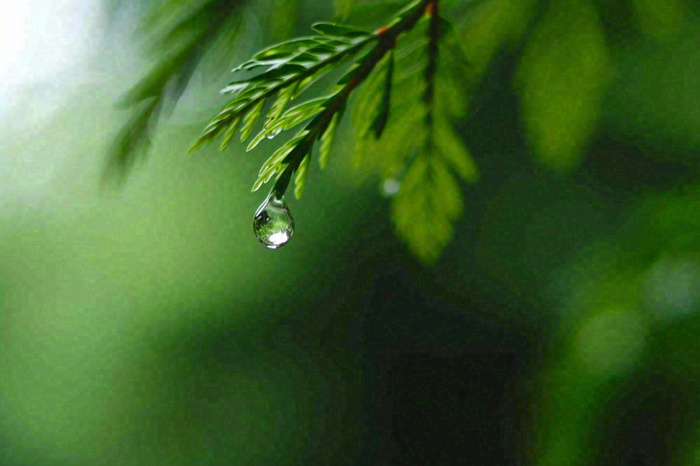 绿色树林里面下雨过后的松枝挂着水滴摄影图(1344x896)