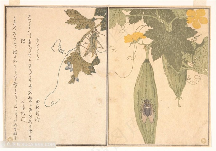 喜多川歌磨作品植物木瓜装饰画