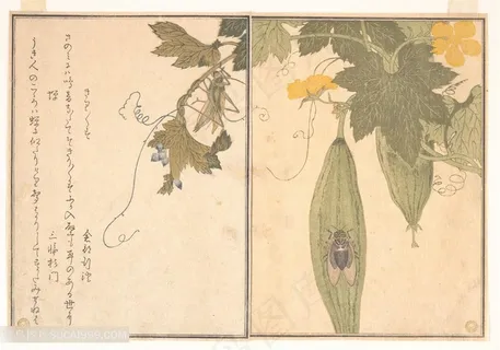 喜多川歌磨作品植物木瓜装饰画 喜多川歌磨作品植物木瓜装饰画