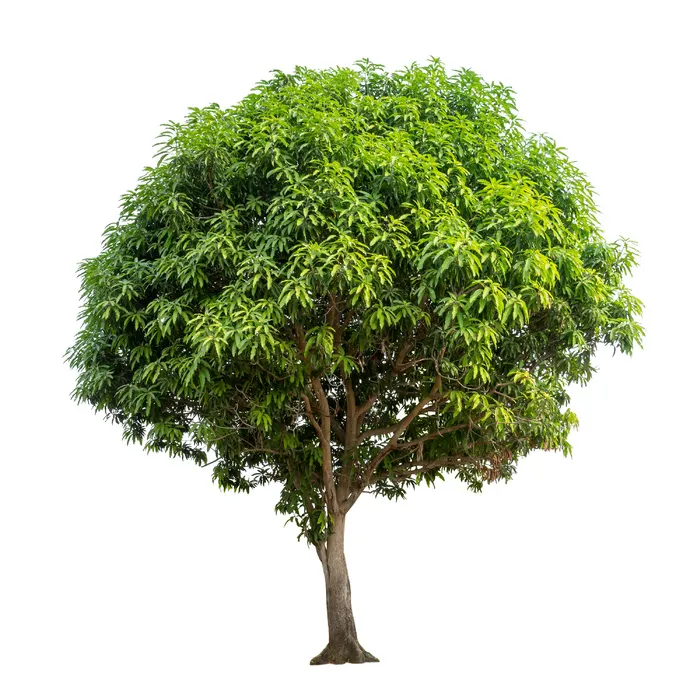 高清树素材 
