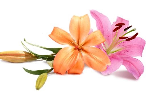 婚礼鲜花 PNG免抠(700x460)