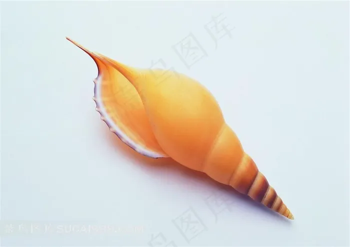 大海海洋贝壳海螺美图