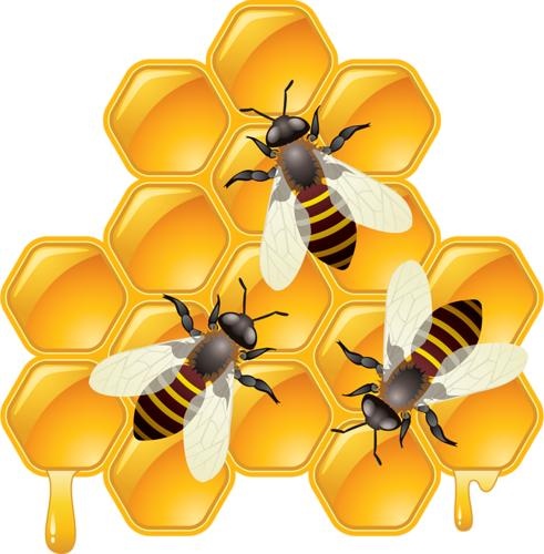 蜜蜂免抠(491x500)