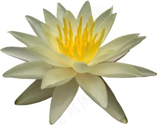 荷花素材 免抠 荷花 复古 中国风 莲花 荷叶 花朵