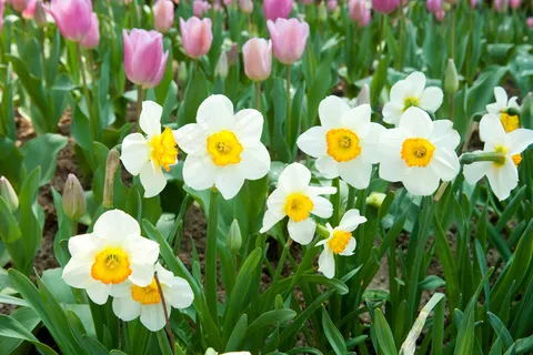 水仙花唯美图片 水仙花唯美图片