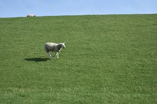 草原小绵羊图片