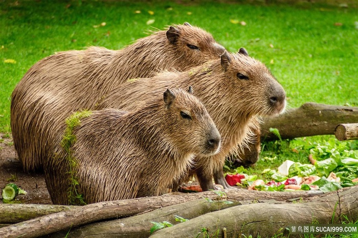 可爱的水豚图片