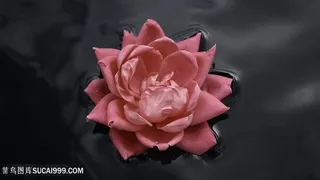 水中莲花唯美壁纸