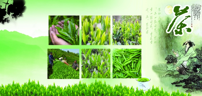 绿色 茶 茶园 背景psd模版下载